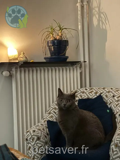 kat vermist 92120 Montrouge Wana kat lost 92120 Montrouge Wana