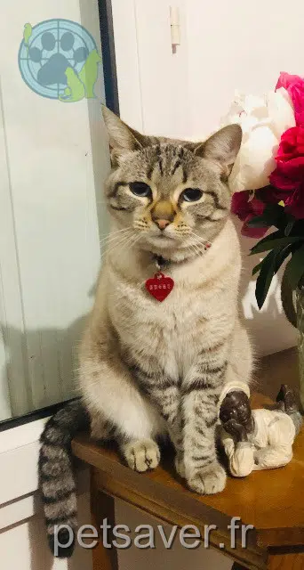 chatte lost 92150 Suresnes Xena