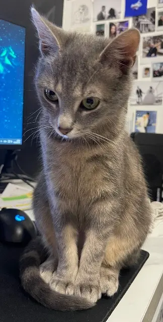 chatte lost   92230 Gennevilliers Ylia