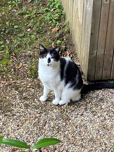 Chatte Perdue 92 Hauts-de-Seine - Yoko Chatte Perdue 92 Hauts-de-Seine - Yoko
