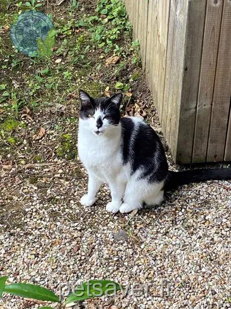 Chatte Perdue 92 Hauts-de-Seine - Yoko Chatte Perdue 92 Hauts-de-Seine - Yoko