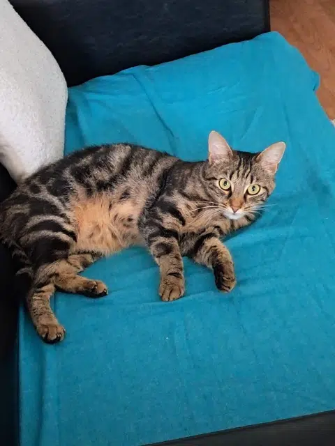 chatte lost   92130 Issy-les-Moulineaux Yuma