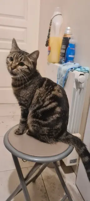 chatte lost   92120 Montrouge Yushi