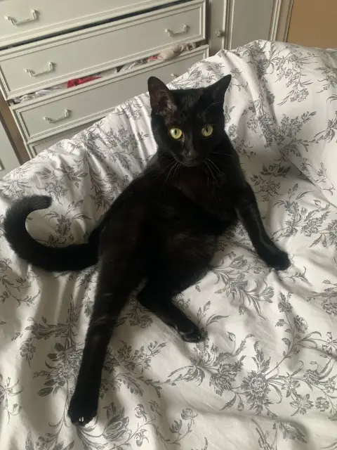 chatte lost   92160 Antony Zouk