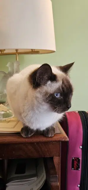 chatte lost   92200 Neuilly-sur-Seine Zoé