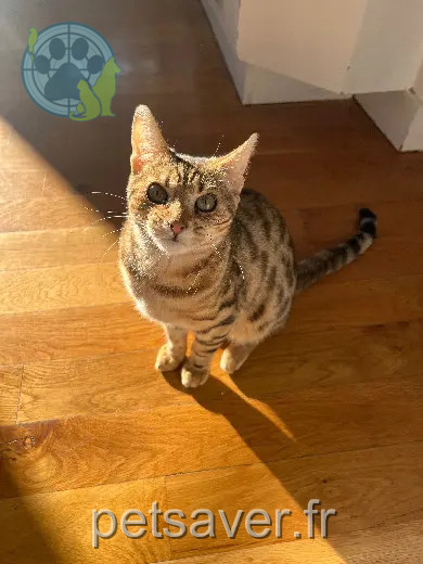 Chatte Perdue 92 Hauts-de-Seine Chatte Perdue 92 Hauts-de-Seine