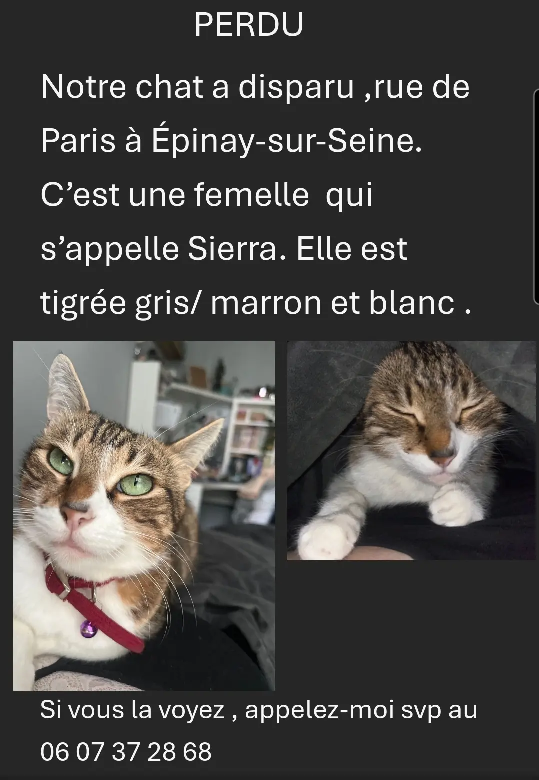 Chatte Perdue 93 Seine-Saint-Denis Chatte Perdue 93 Seine-Saint-Denis