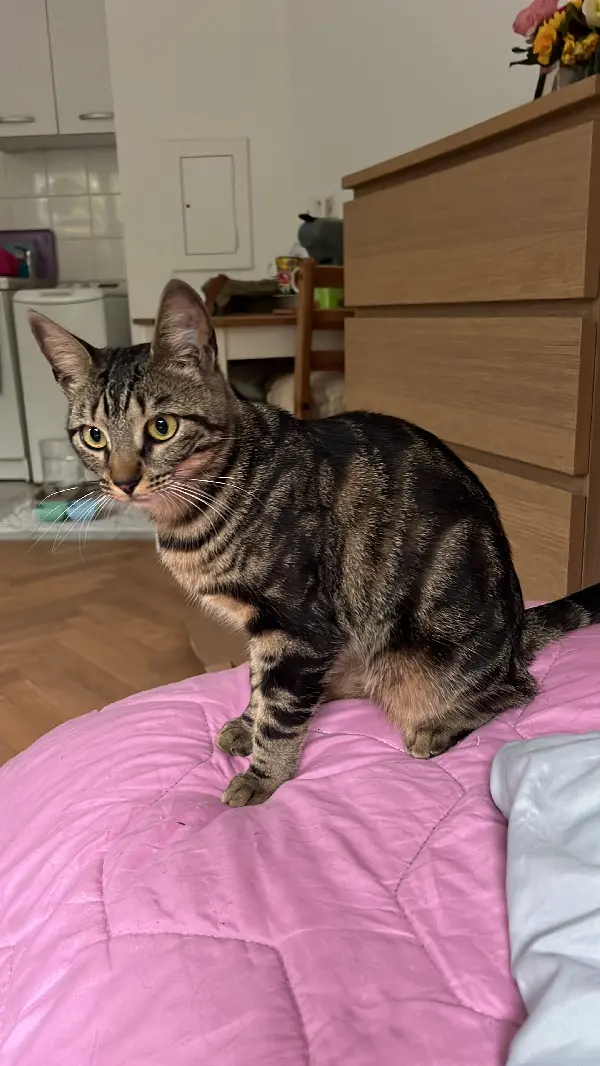 Chatte Perdue 93 Seine-Saint-Denis