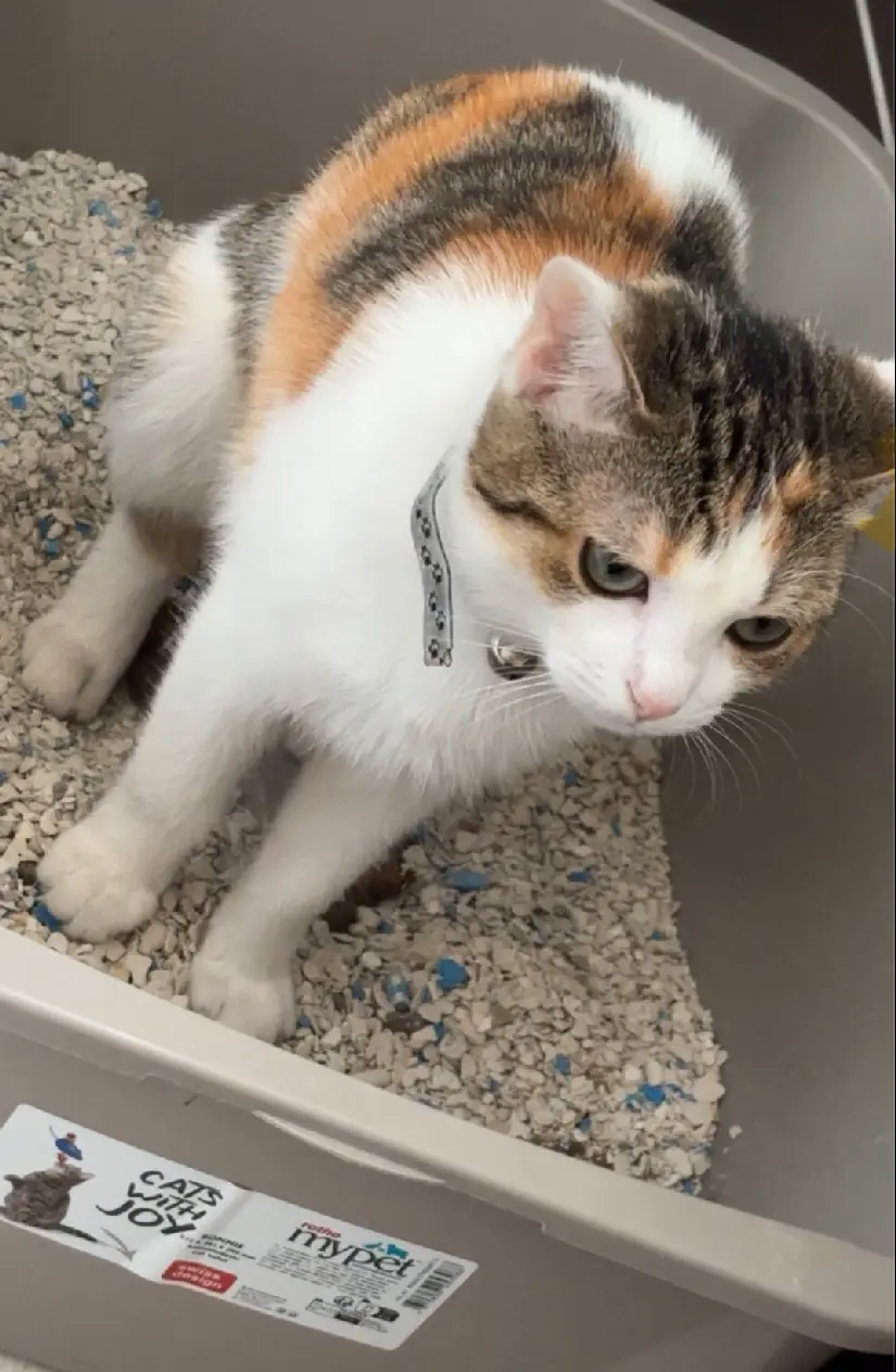 cat lost Rue Amelin 93440 Dugny cat lost Rue Amelin 93440 Dugny