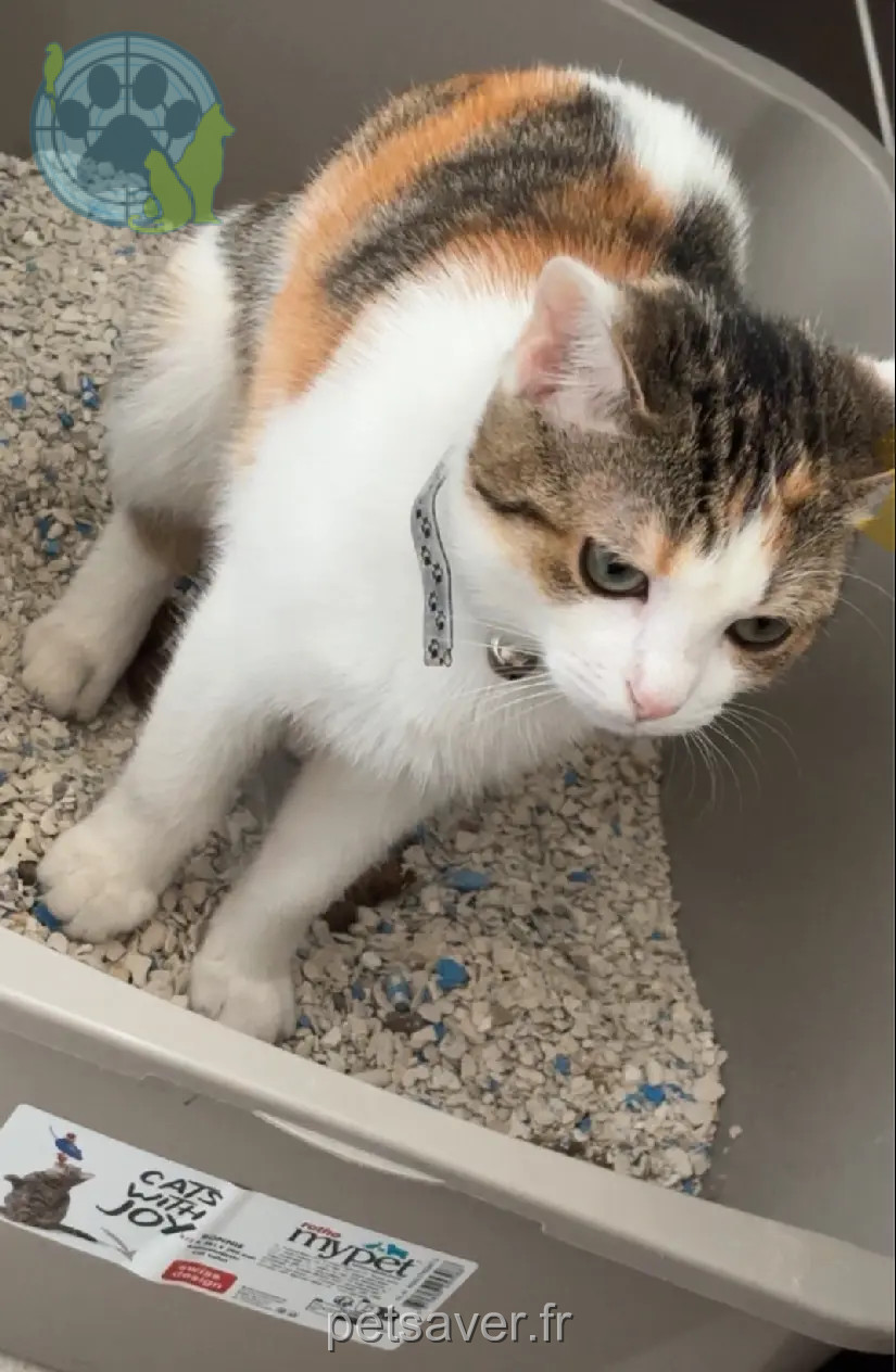 Katze vermisst Rue Amelin 93440 Dugny Katze lost Rue Amelin 93440 Dugny