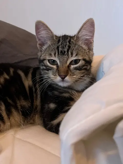 chatte lost   93230 Romainville Anubis