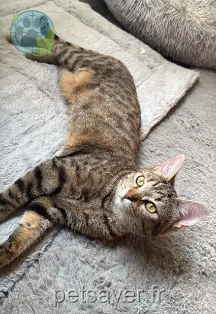 chatte lost 93140 Bondy Aria