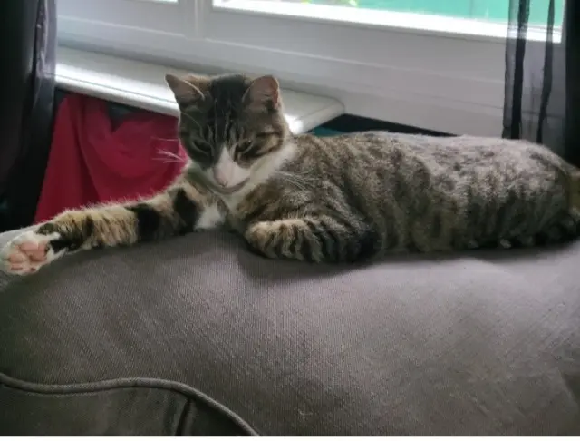 chatte lost   93800 Épinay-sur-Seine Arya