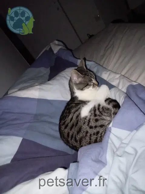 chatte lost 93250 Villemomble Ayra
