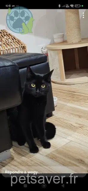 chatte lost   93410 Vaujours Bagheera