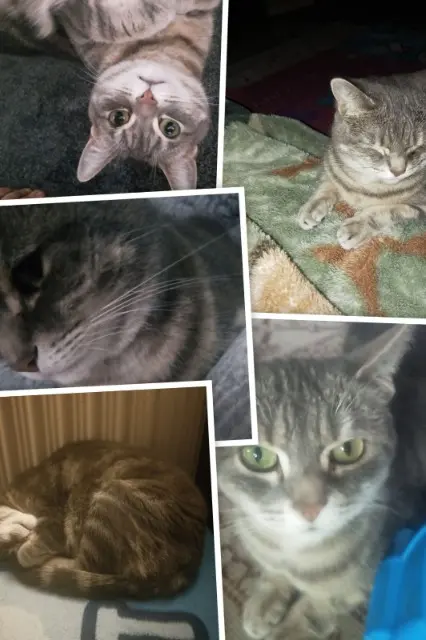 chatte lost   93330 Neuilly-sur-Marne Bamssy