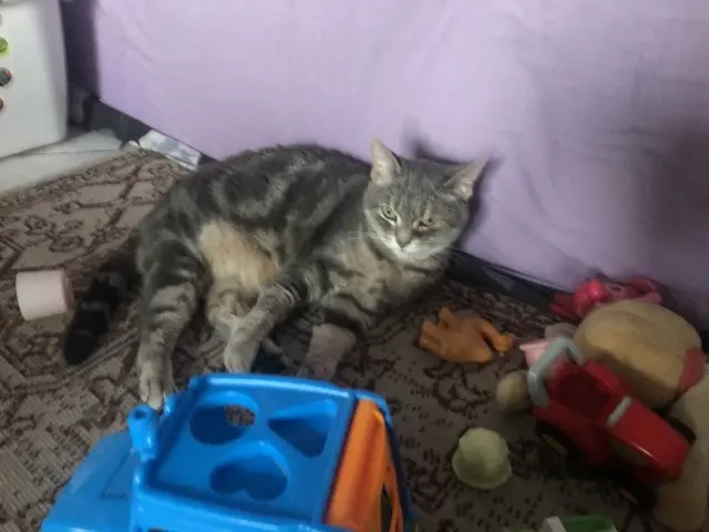 chatte lost   93330 Neuilly-sur-Marne Bamssy