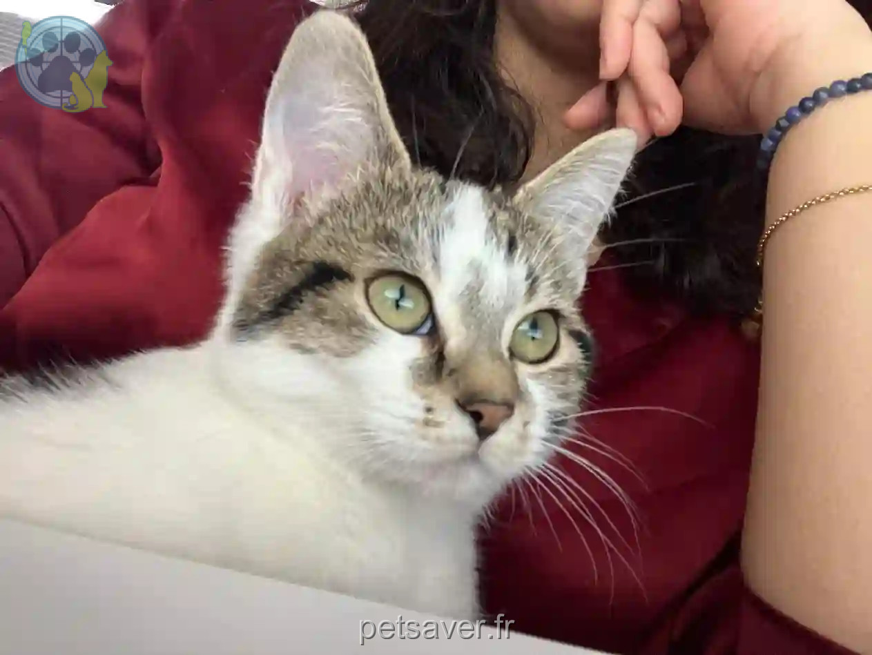 Chatte Perdue 93 Seine-Saint-Denis - Blanche Chatte Perdue 93 Seine-Saint-Denis - Blanche