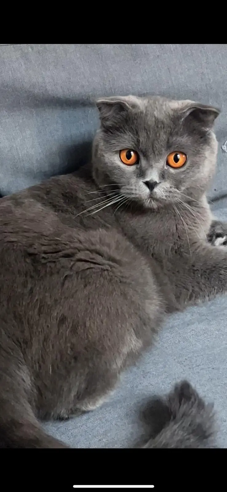 Chatte Perdue 93 Seine-Saint-Denis - Blue Chatte Perdue 93 Seine-Saint-Denis - Blue