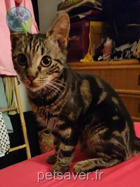 chatte lost   93400 Saint-Ouen-sur-Seine Bonclay
