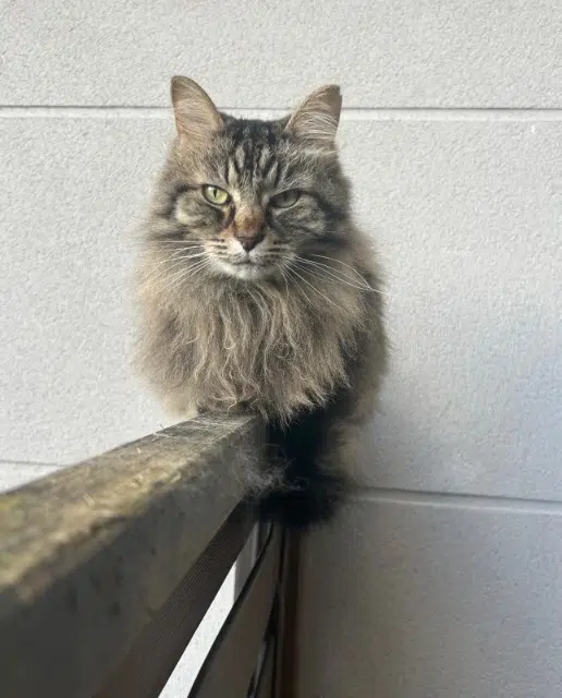 chatte lost   93110 Rosny-sous-Bois Boulette