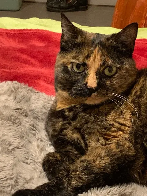 chatte lost   93500 Pantin Cerise