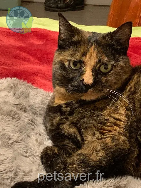 cat lost 93500 Pantin Cerise cat lost 93500 Pantin Cerise
