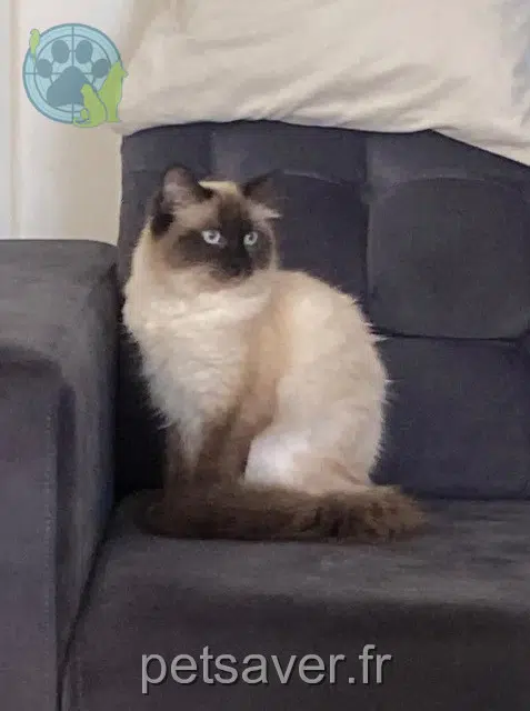 chatte lost   93270 Sevran Chanel