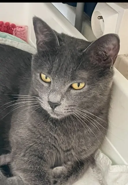 Katze vermisst 93340 Le Raincy Chanel Katze lost 93340 Le Raincy Chanel