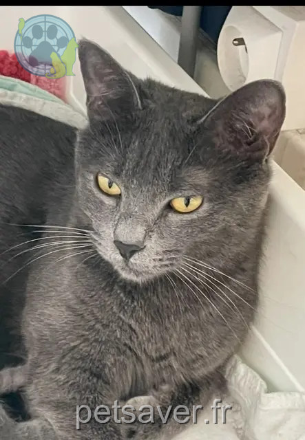 kat vermist 93340 Le Raincy Chanel kat lost 93340 Le Raincy Chanel