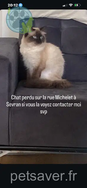 chatte lost   93270 Sevran Chanel