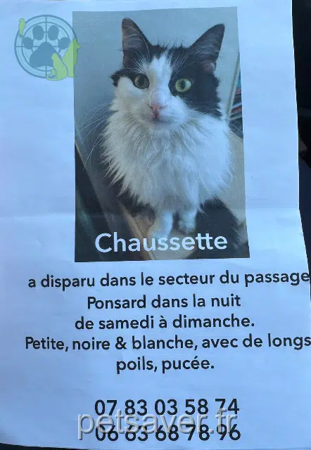 chatte lost   93260 Les Lilas Chaussette