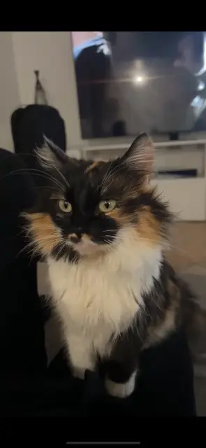 cat lost 93390 Clichy-sous-Bois Chichi cat lost 93390 Clichy-sous-Bois Chichi