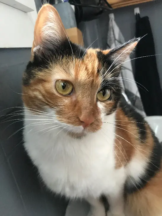 Chatte Perdue 93 Seine-Saint-Denis - Colette Chatte Perdue 93 Seine-Saint-Denis - Colette