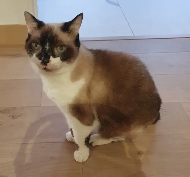 chatte lost   93140 Bondy Duchesse