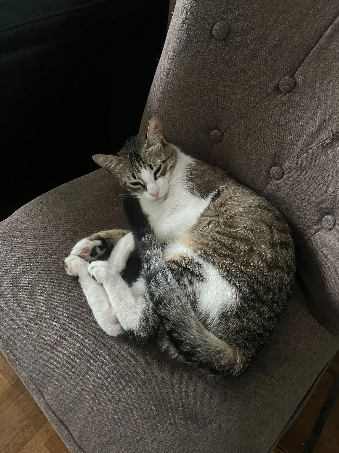 Chatte Perdue 93 Seine-Saint-Denis Chatte Perdue 93 Seine-Saint-Denis