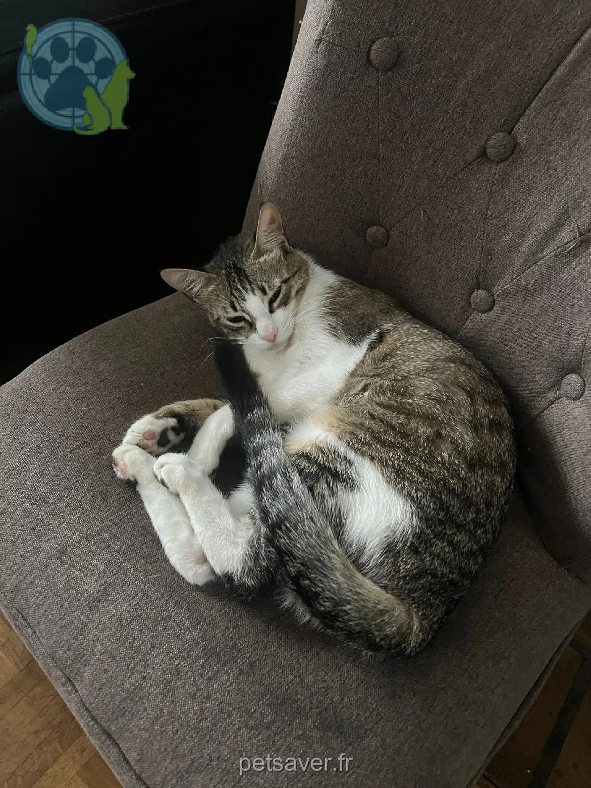 Chatte Perdue 93 Seine-Saint-Denis Chatte Perdue 93 Seine-Saint-Denis