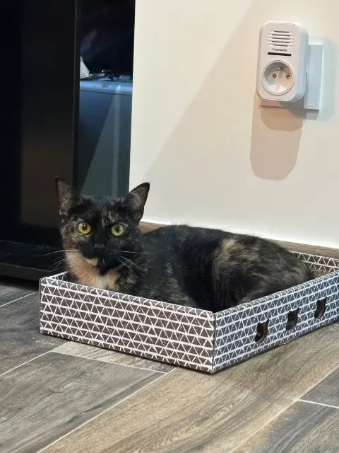 chatte lost   93410 Vaujours Fidji