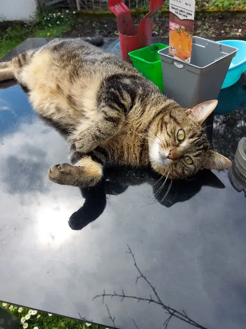chatte lost   93700 Drancy Frigua