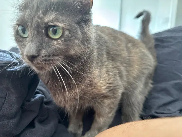 chatte lost   93250 Villemomble Gaby