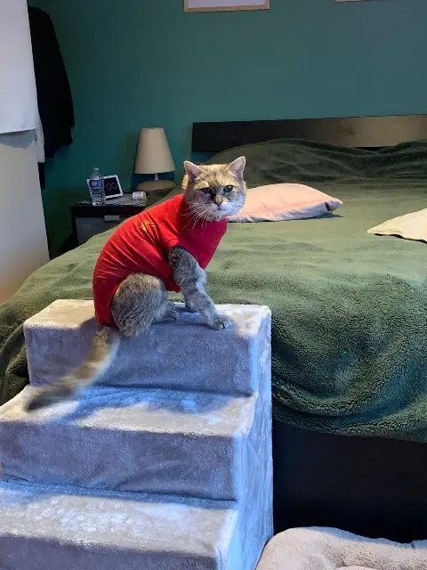 chatte lost   93410 Vaujours Granola