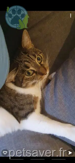 chatte lost 93230 Romainville Grimm