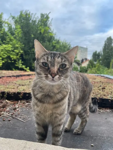 chatte lost   93600 Aulnay-sous-Bois Héra