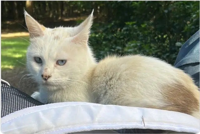 chatte lost   93120 La Courneuve Isis