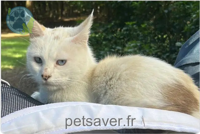 cat lost 93120 La Courneuve Isis cat lost 93120 La Courneuve Isis