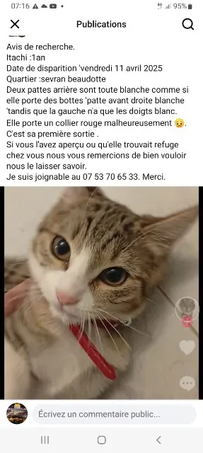chatte lost   93270 Sevran Itachi