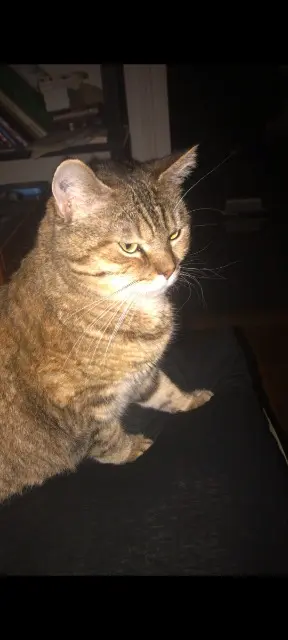 chatte lost   93300 Aubervilliers June