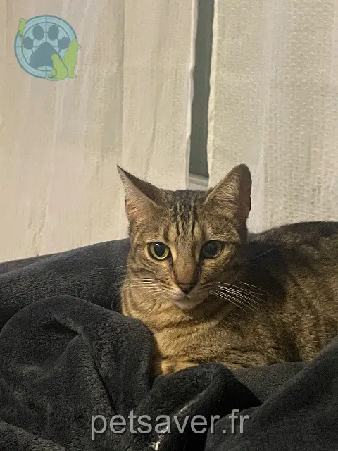 chatte lost   93140 Bondy Kat