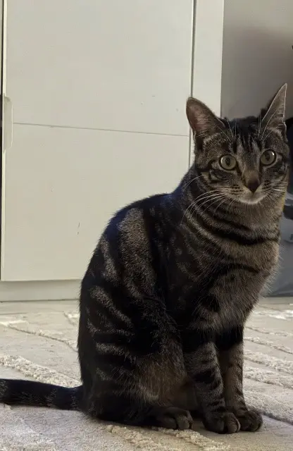 chatte lost   93290 Tremblay-en-France Kawaï