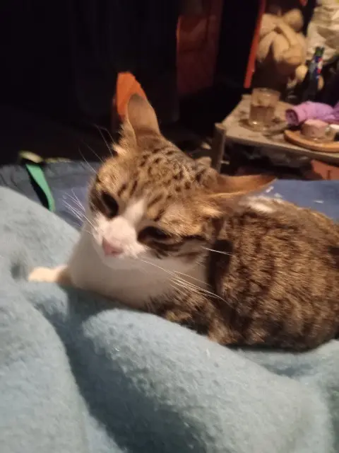 chatte lost   93400 Saint-Ouen-sur-Seine Kenza